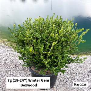 May 2026 7g Winter Gem Boxwood Website